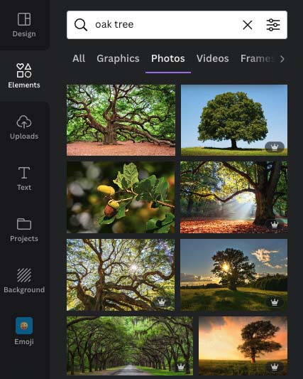 Some examples of stock photography in Canva — you won't find an equivalent library in Photoshop.